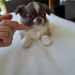 Rosalinda - Chocolate and white female Chihuahua puppy in Miami, Florida from Natalias Tiny Puppies