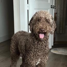 Double Doodle, Goldendoodle, and Labradoodle All Grown Up from Godley Doodles Of Texas