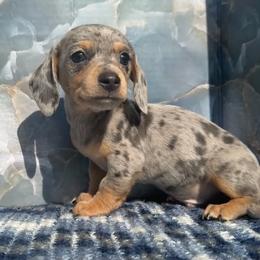 Tomac - Dapple male Dachshund puppy in Warm Springs, Arkansas from Seven Hills Arkansas