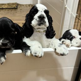 Cocker Spaniel Puppies from K&M crocker Spaniels