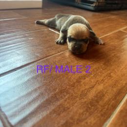 Boy 2 - male Staffordshire Bull Terrier puppy in Longview, Texas from PWH Farms
