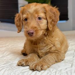 Moose - Golden male Cockapoo puppy in Queens, New York from The 2 Musketeers_Cockapoos