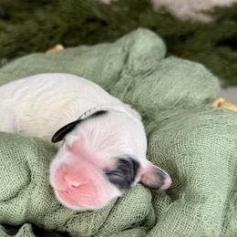 Lace - Tri-color female Cavapoo puppy in Midland, Michigan from Northern Charm Farm