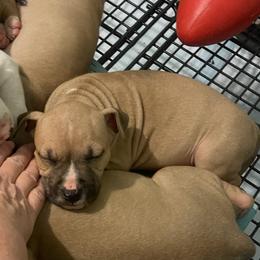 Orchid - Blue fawn female American Staffordshire Terrier puppy in Monroe, Georgia from Irresistibull Staffords