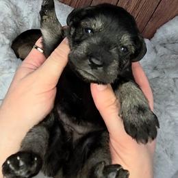 Dorothy - Salt and pepper female Miniature Schnauzer puppy in Coarsegold, California from Halo Schnauzer