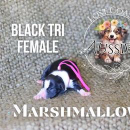 Marshmallow - Black tri female Miniature American Shepherd puppy in Ferndale, California from Lost Coast Aussies
