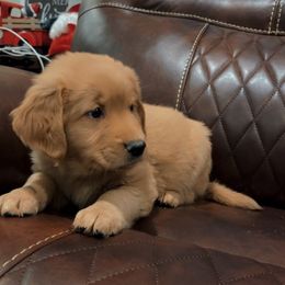 Ginger - Golden female Golden Retriever puppy in Olathe, Colorado from Duck Dogs Colorado