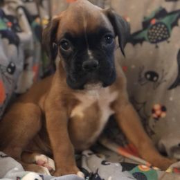 Boxers and Pugs from South Ridge Boxers n Pugs