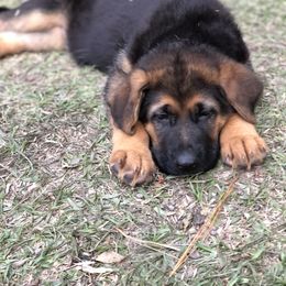 German Shepherd Puppies from Zwinger vom Schneider Wald