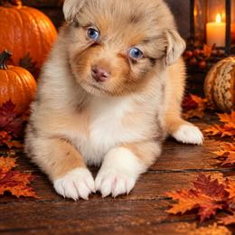 Natalie - Red merle female Australian Shepherd puppy in Fultonville, New York from Sandy Aussies, Mini Dachshunds & Pomeranians
