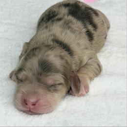 Monty (Chocolate and cream dapple) (No breeding homes allowed) - Dapple male Dachshund puppy in Fayetteville, North Carolina from RRD