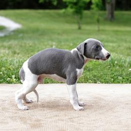 Suede - White and blue male Whippet puppy in Gentry, Arkansas from Mardel Robeson of Mulberry Hollow Whippets