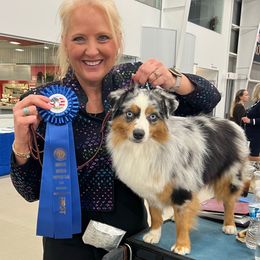 Trigger - Miniature American Shepherd