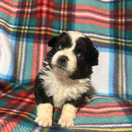 Joy - Black tri female Miniature Australian Shepherd puppy in Liberty, Mississippi from Liberty Oaks Aussies and Dachshunds