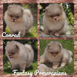 Conrad - Chocolate merle male Pomeranian puppy in Anna, Texas from Fantasy Pomeranians & Fantasy Aussies