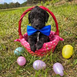 Xander - male Bernedoodle puppy in Augusta, Georgia from Ivey's Poodles & Doodles