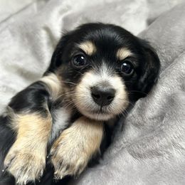 Cinnamon - Black and tan female Dachshund puppy in Deeth, Nevada from Hobby Horse Homestead Mini Doxies