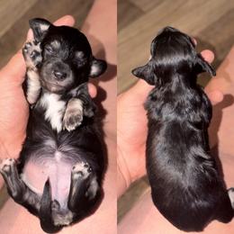 Evangeline - Black and cream female Dachshund puppy in Hornbeck, Louisiana from A&Z Mini Dachshunds