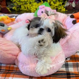 Teeny Tiny Susie Q - Gold and white female Shih Tzu puppy in Manteca, California from Beauty's Shih Tzu (California)