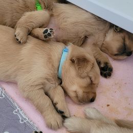 Golden Retriever Puppies from Middlecreek Goldens