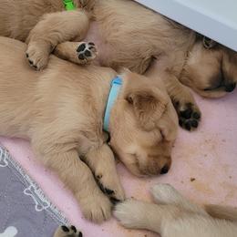 Golden Retriever Puppies from Middlecreek Goldens