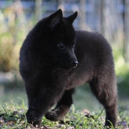 Schipperke puppies from Safari Schipperkes