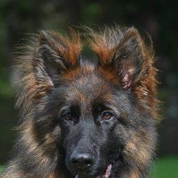 SG Gyna vom Leithawald - Sable female German Shepherd puppy in Nacogdoches, Texas from Vom Hausgladfel