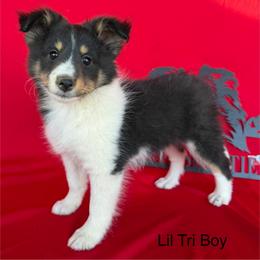 Lil Tri Boy - Black white and tan male Shetland Sheepdog puppy in Dayton, Ohio from Buckeye Shelties