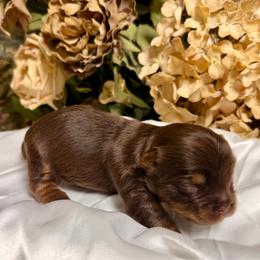 Chocolate girl - Liver female Yorkshire Terrier puppy in Dallas, North Carolina from Yorkie Fever