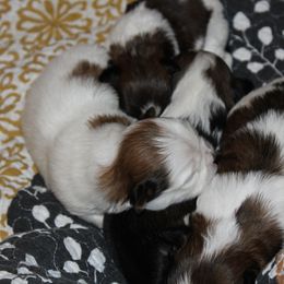 Shihpoo and Shih Tzu Puppies from Fuller Shih Tzus