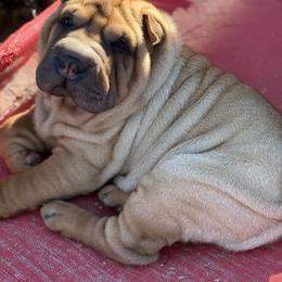 Leslie Chow - Red fawn male Chinese Shar-Pei puppy in Fairfield, Texas from Majesty SharPei