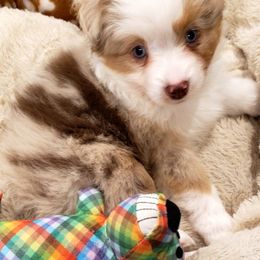 Toy Australian Shepherd Puppies from Reflections of Star Crest Kennel