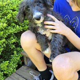 Bernedoodle and Goldendoodle Puppies from Ivey's Poodles & Doodles