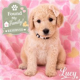 Lucy - female Golden Mountain Doodle puppy in Ormond Beach, Florida from Honeycomb Doodles