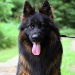 Phalon - German Shepherd