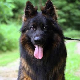 Phalon - German Shepherd