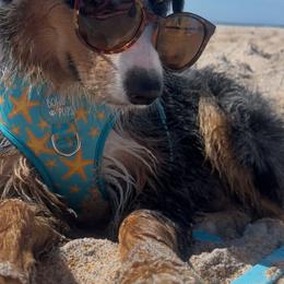 Australian Shepherd All Grown Up from Muckalee Lane Aussies