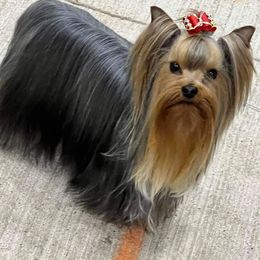 Thomas - Yorkshire Terrier