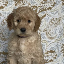 Goldendoodle Puppies from Owen-a-Doodle