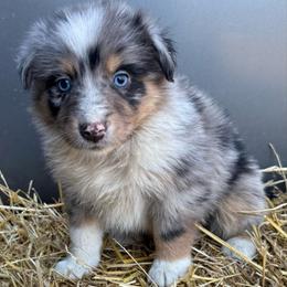 Annie - Blue merle female Australian Shepherd puppy in Stanford, Kentucky from Red Feather Aussies
