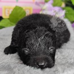 Pepper's What I've Done - Ivy - Black and brindle female Pomeranian puppy in Plant City, Florida from Pepper's Pomeranians