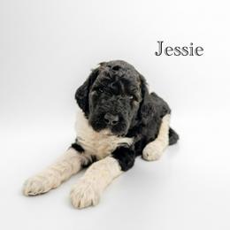 Jessie - Parti female Goldendoodle puppy in Milford, Pennsylvania from Doodles Are Golden