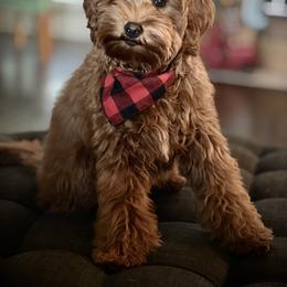 Nash - Goldendoodle