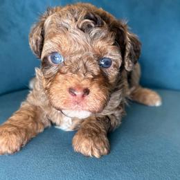 Carmel - Phantom female Poodle puppy in Yuciapa, California from AlltheDoodlez_