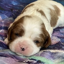 Cavalier King Charles Spaniel Puppies from Mentmore Spaniels