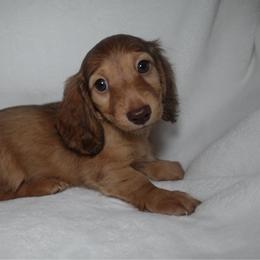 Penny - Red female Dachshund puppy in Texarkana, Texas from Lolo&CoDachshunds