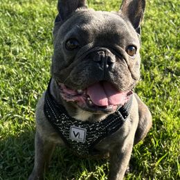 French Bulldogs from Powerline Frenchies