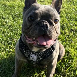 French Bulldogs from Powerline Frenchies
