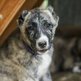 Anatolian Shepherd Dogs from Crazy-Joy