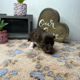 Donut - Chocolate and tan female Chihuahua puppy in Greenup, Kentucky from KB Chihuahuas